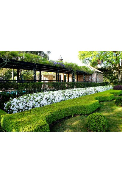 Рододендрон Pure White висота